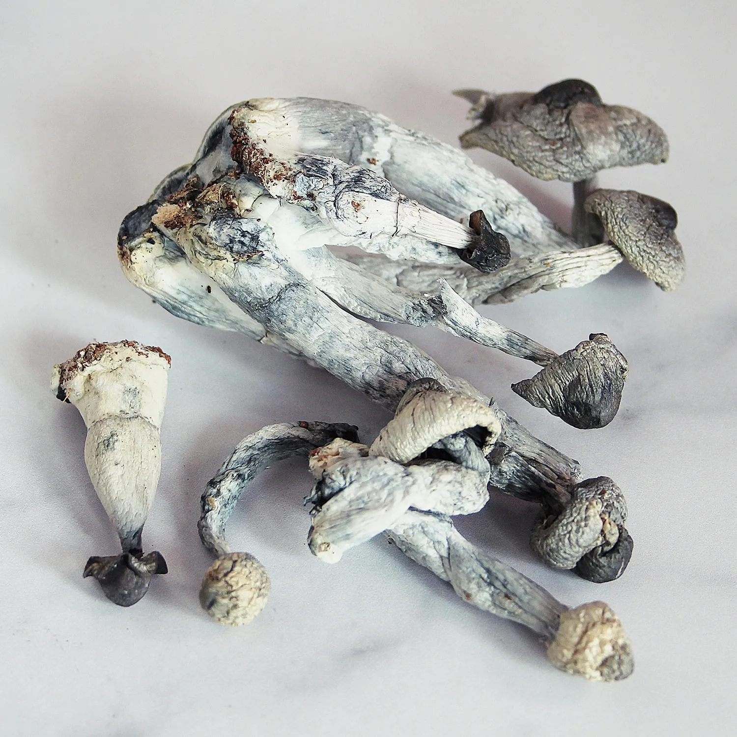 Penis Envy Mushrooms