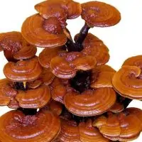 reishi-mushroom
