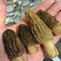 morel-Mushrooms-for-sale