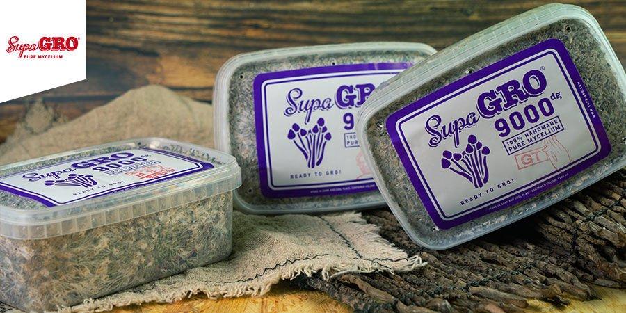 mushroom-supa