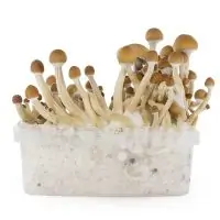 fresh-mushroom