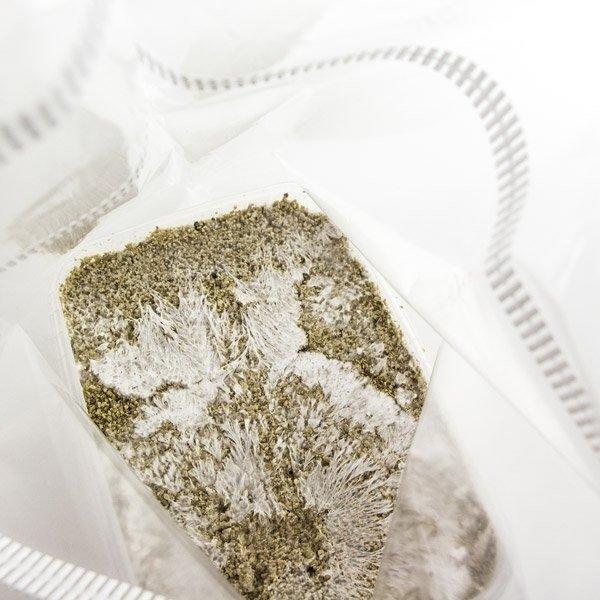 fresh magic mushroom grow kit