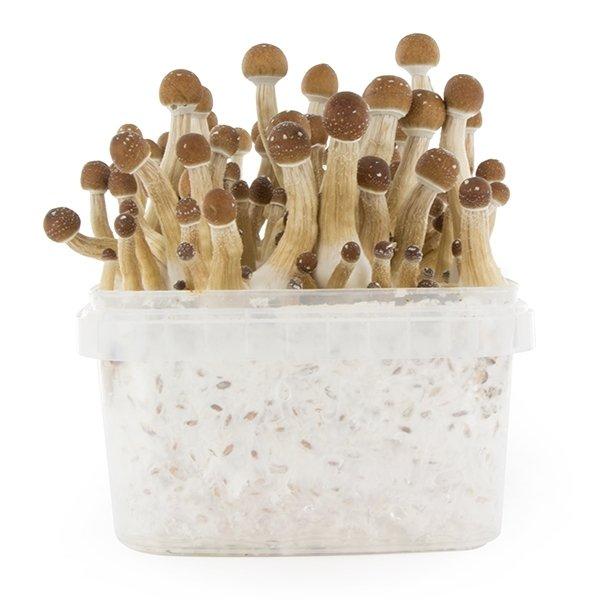 FRESH MUSHROOMS GROW KIT 'MEXICAN' - Image 4