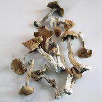 HUAUTLA MAGIC MUSHROOM