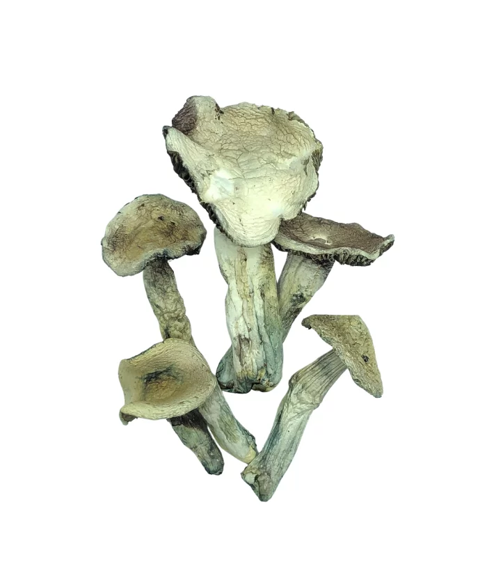 WHITE BURMA MAGIC MUSHROOMS