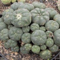 Peyote
