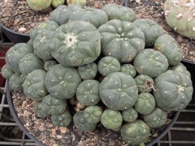 Peyote