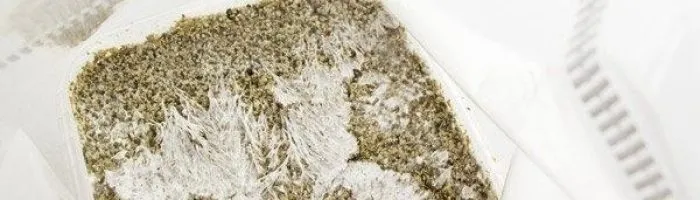 fresh magic mushroom grow kit